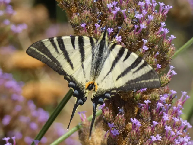 Iphiclides podalirius - kardoslepke