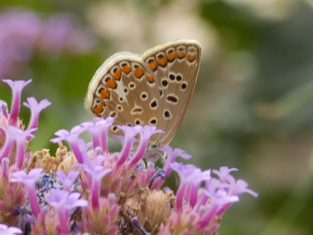Polyommatus icarus - közönséges boglárka