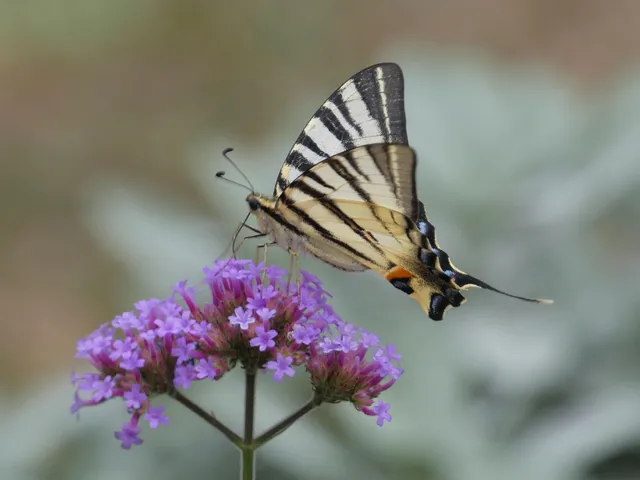 Iphiclides podalirius - kardoslepke