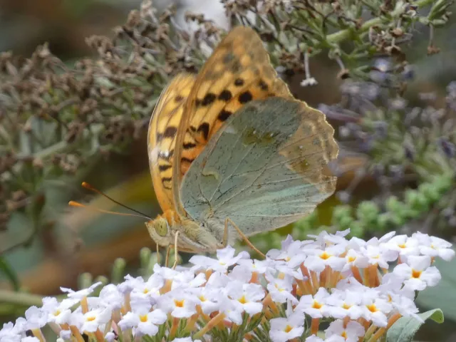Argynnis pandora - zöldes gyöngyházlepke