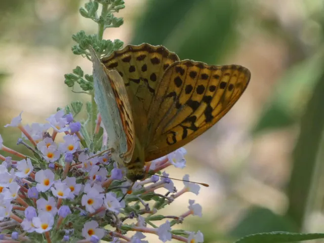 Argynnis pandora - zöldes gyöngyházlepke