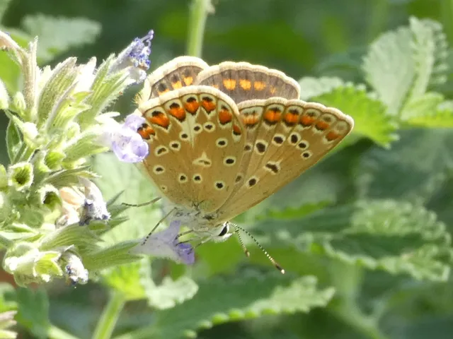 Polyommatus icarus - közönséges boglárka