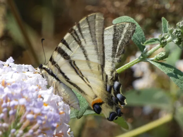Iphiclides podalirius - kardoslepke