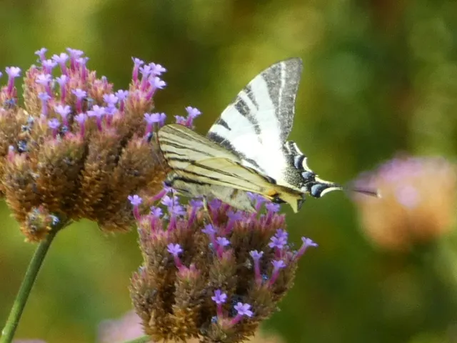 Iphiclides podalirius - kardoslepke
