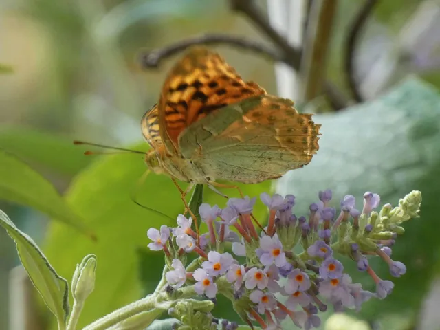 Argynnis pandora - zöldes gyöngyházlepke