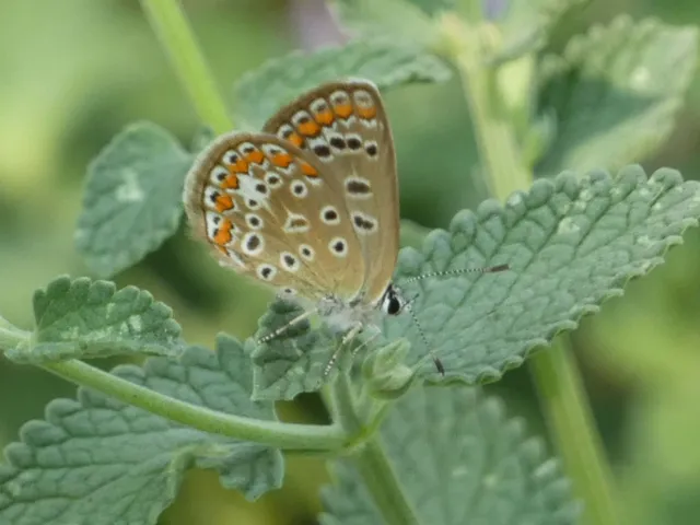 Polyommatus icarus - közönséges boglárka