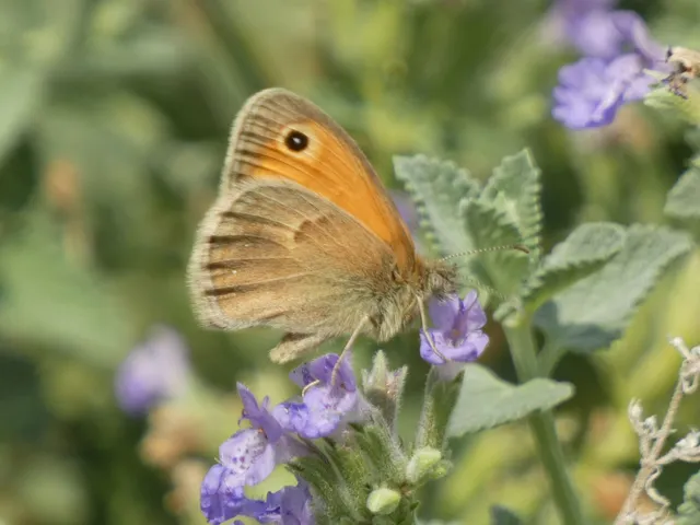 Coenonympha pamphilus - kis szénalepke