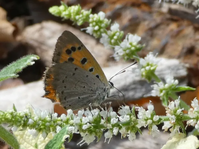 Lycaena phlaeas - közönséges tűzlepke