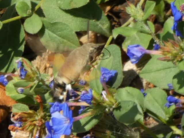 Macroglossum stellatarum - kacsafarkú szender