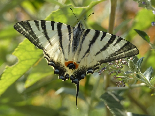 Iphiclides podalirius - kardoslepke
