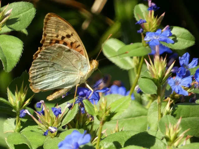 Argynnis pandora - zöldes gyöngyházlepke
