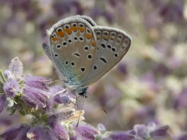 Polyommatus icarus - közönséges boglárka