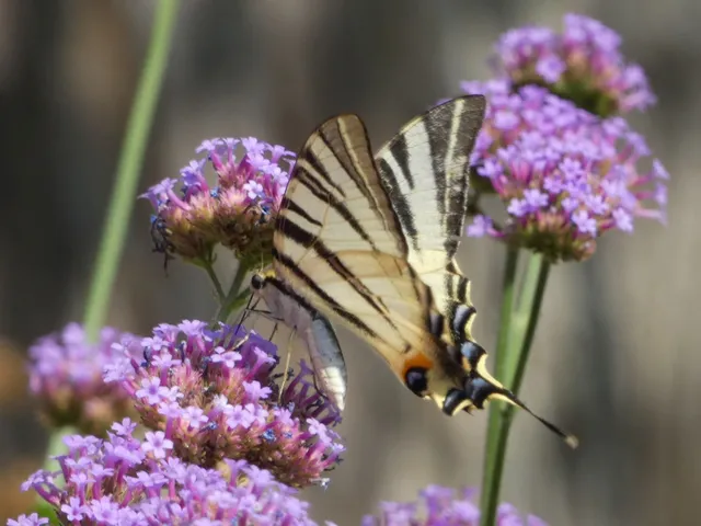 Iphiclides podalirius - kardoslepke