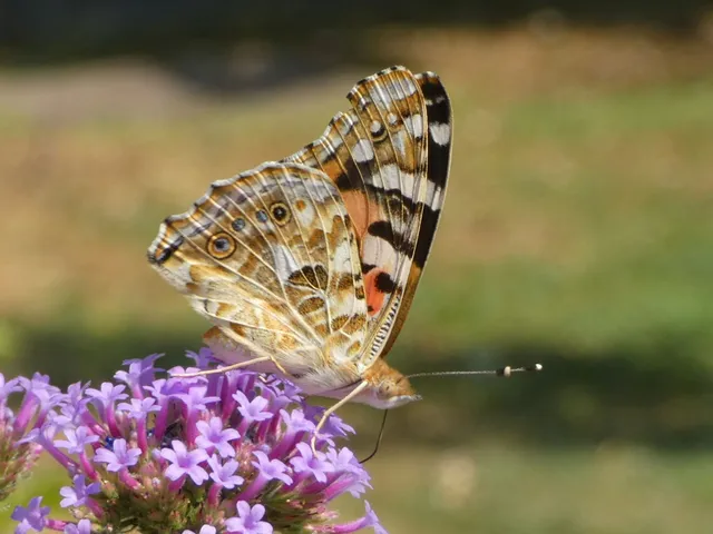 Vanessa cardui - bogáncslepke