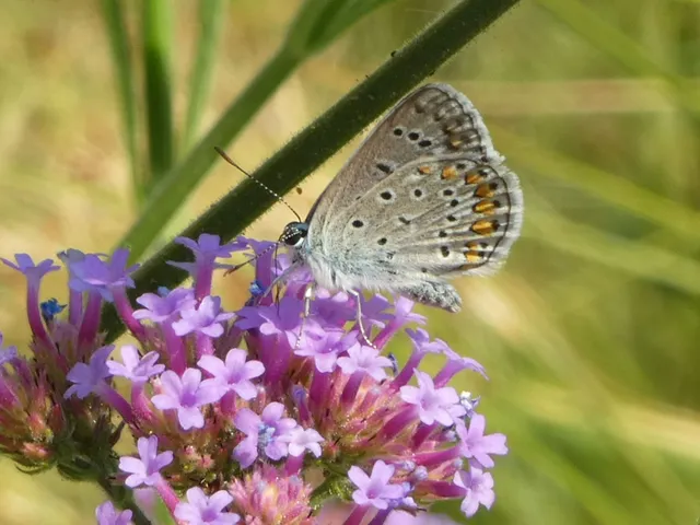 Polyommatus icarus - közönséges boglárka