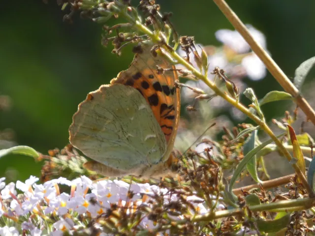 Argynnis pandora - zöldes gyöngyházlepke