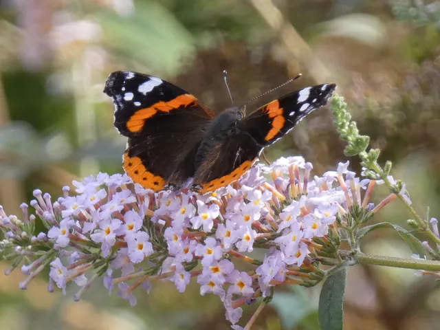 Vanessa atalanta - atalantalepke