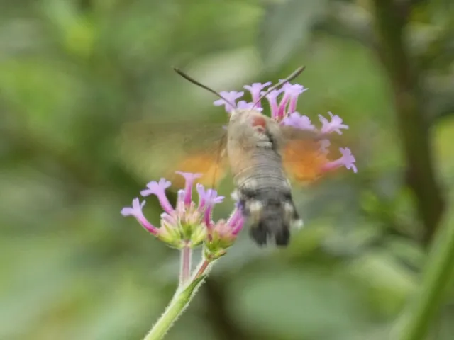 Macroglossum stellatarum - kacsafarkú szender