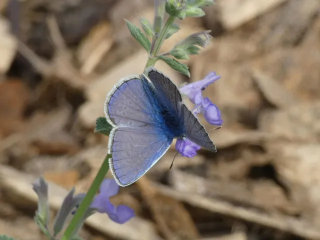 Polyommatus icarus - közönséges boglárka