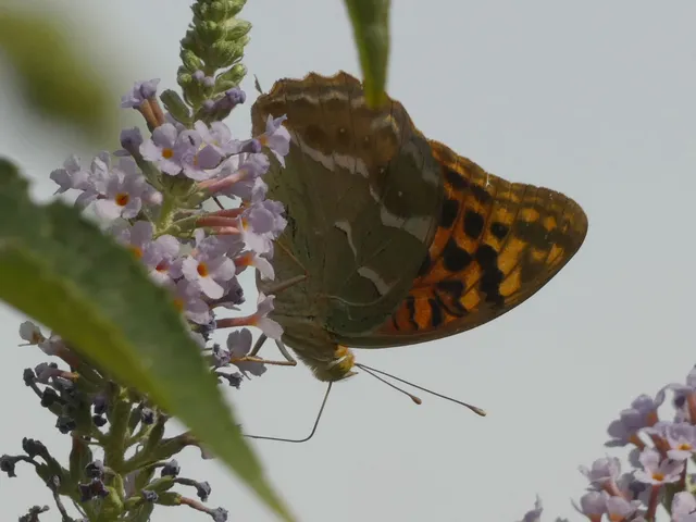 Argynnis pandora - zöldes gyöngyházlepke