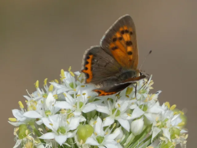 Lycaena phlaeas - közönséges tűzlepke