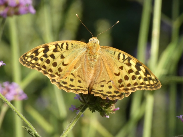 Argynnis pandora - zöldes gyöngyházlepke