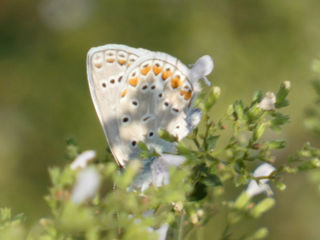 Polyommatus icarus - közönséges boglárka