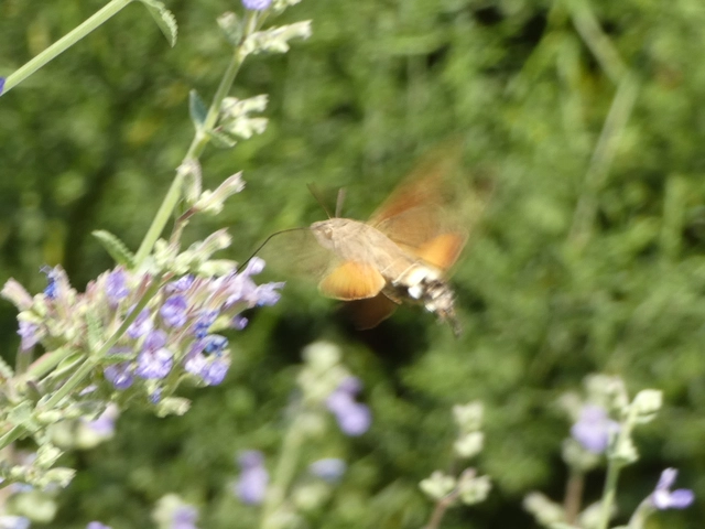 Macroglossum stellatarum - kacsafarkú szender