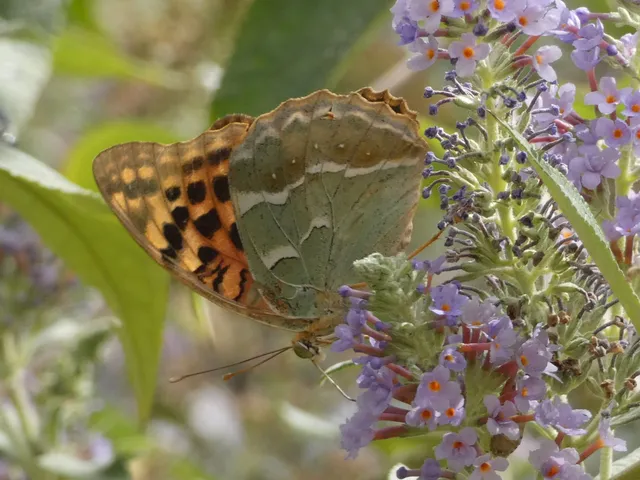 Argynnis pandora - zöldes gyöngyházlepke