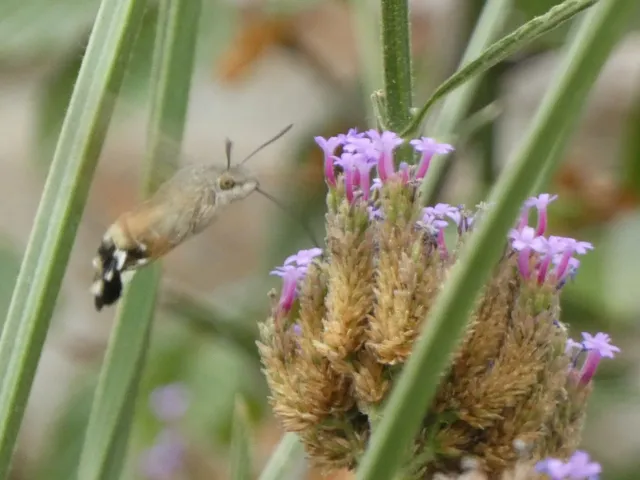 Macroglossum stellatarum - kacsafarkú szender