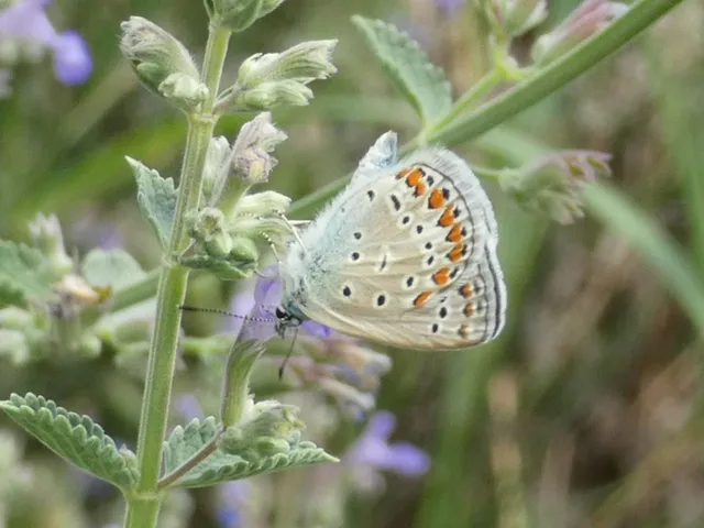 Polyommatus icarus - közönséges boglárka