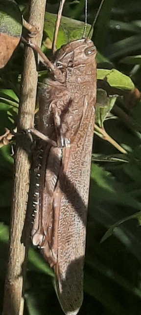 Anacridium aegyptium - egyiptomi sáska