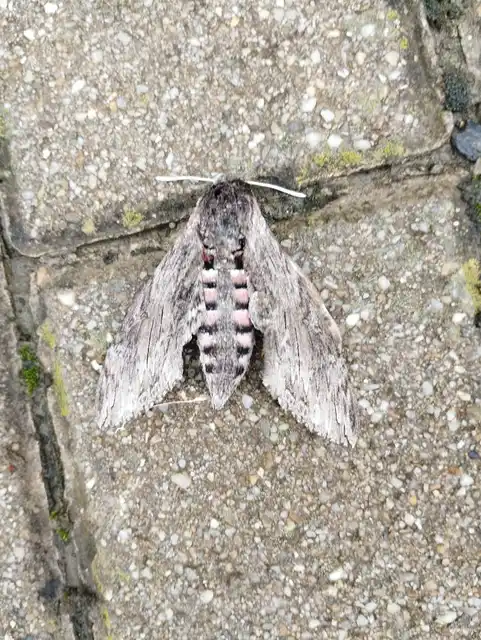 Agrius convolvuli - szulákszender