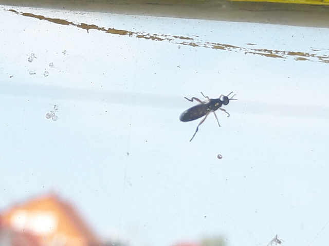 Stratiomyidae - katonalégyfélék