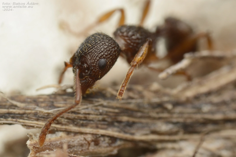 Myrmica lobicornis - hegyi bütyköshangya