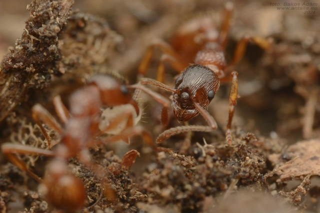 Myrmica ruginodis - erdei bütyköshangya