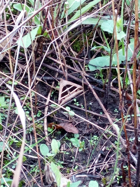 Grammodes bifasciata - kétsávos övesbagoly