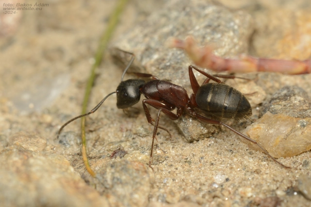 Camponotus herculeanus - óriás lóhangya