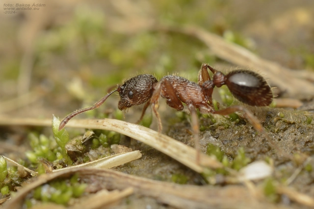 Myrmica schencki - kétszínű bütyköshangya
