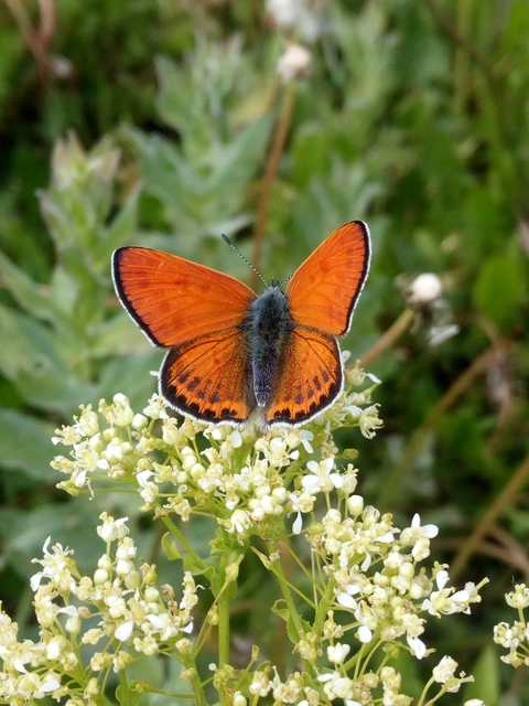 Lycaena thersamon - kis tűzlepke