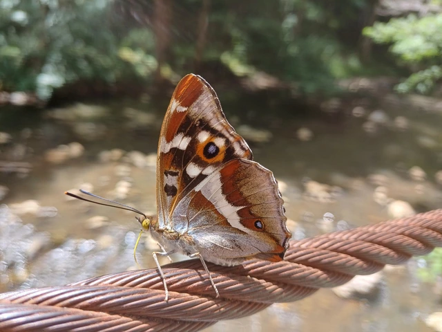 Apatura iris - nagy színjátszólepke