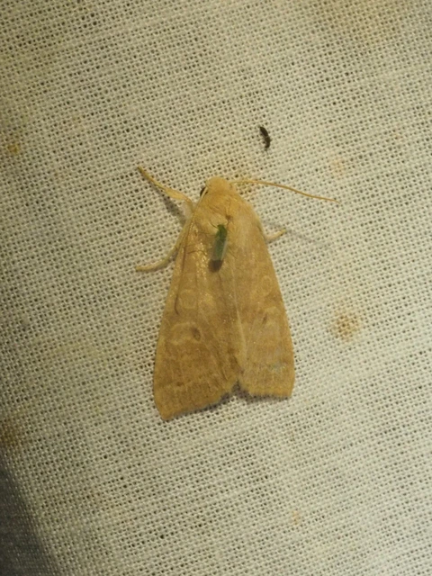 Cirrhia ocellaris - fakó sárgabagoly