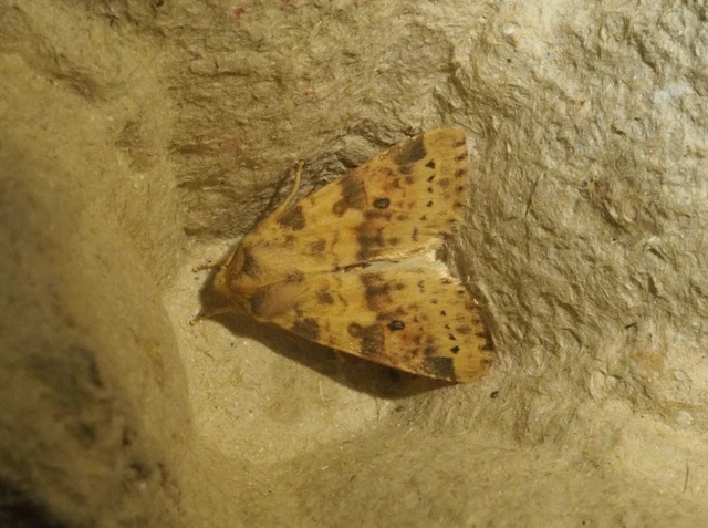 Cirrhia ocellaris - fakó sárgabagoly
