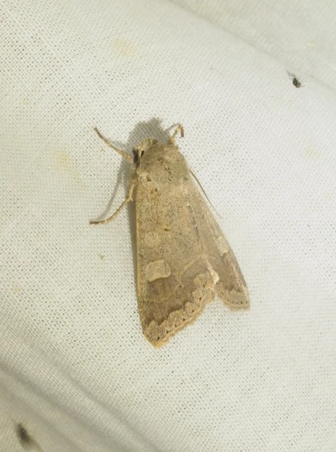 Ammoconia caecimacula - szürke őszibagoly