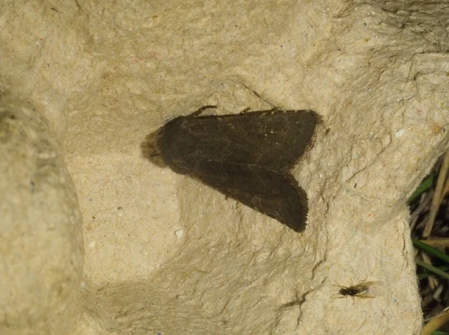 Aporophyla lutulenta - sziki őszibagoly