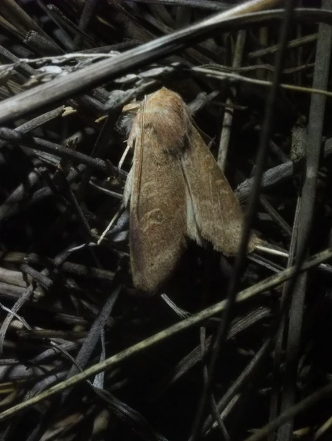 Cirrhia ocellaris - fakó sárgabagoly