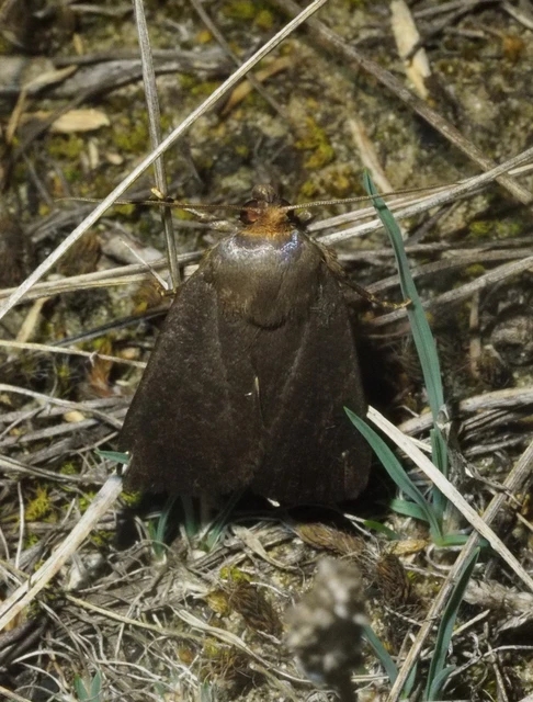 Amphipyra livida - zsírfényű bagoly