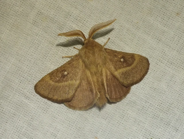 Lasiocampa trifolii - lóhereszövő