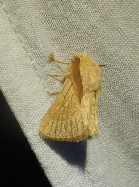 Lasiocampa trifolii - lóhereszövő