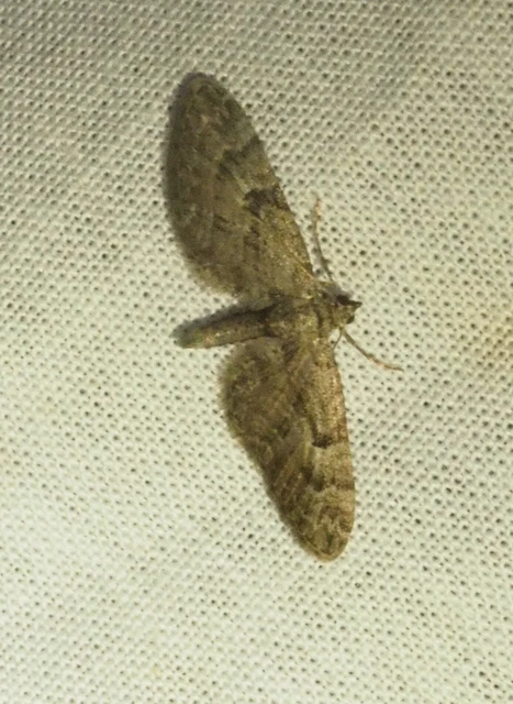 Eupithecia pusillata - lucfenyő-törpearaszoló
